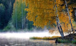 Birch Forest