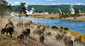 Bison Herd