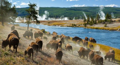 Bison Herd Jigsaw Puzzle