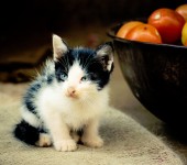 Black and White Kitten