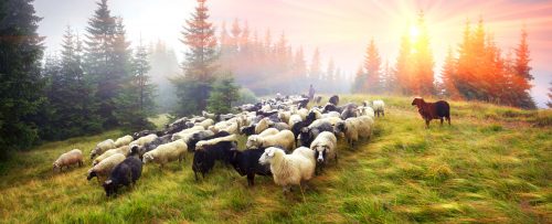 Black and White Sheep Jigsaw Puzzle