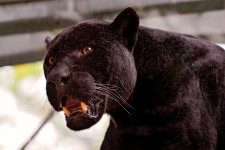 Black Jaguar