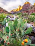 Blooming Cactus