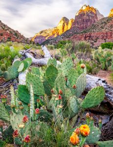 Blooming Cactus Jigsaw Puzzle