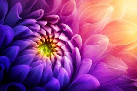 Blooming Chrysanthemum Jigsaw Puzzle