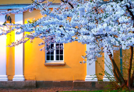 Blooming Sakura Jigsaw Puzzle