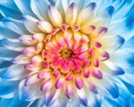 Blue Dahlia