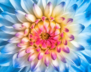 Blue Dahlia Jigsaw Puzzle