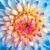 Blue Dahlia Jigsaw Puzzle