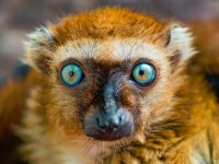 Blue-Eyed Lemur