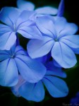 Blue Flower