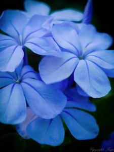 Blue Flower Jigsaw Puzzle