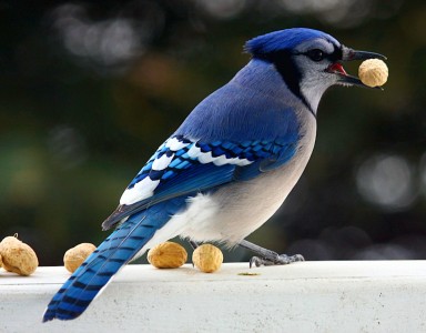 Blue Jay Jigsaw Puzzle