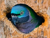 Blue Parrot