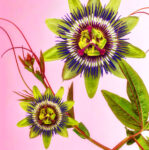 Blue Passionflower