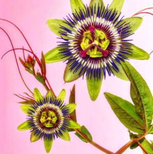 Blue Passionflower Jigsaw Puzzle