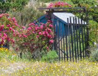 Blue Shed