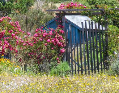 Blue Shed Jigsaw Puzzle