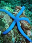 Blue Starfish