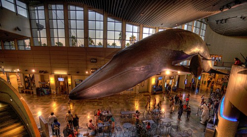 Blue Whale Jigsaw Puzzle