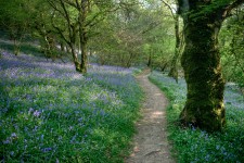 Bluebells