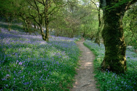 Bluebells Jigsaw Puzzle