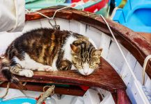 Boat Nap