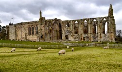 Bolton Abbey Sheep