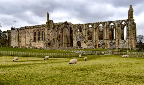 Bolton Abbey Sheep Jigsaw Puzzle