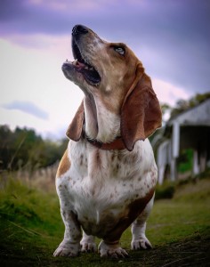 Boo the Basset Jigsaw Puzzle