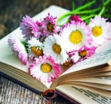 Book and Daisies