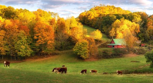 Boone Farm Jigsaw Puzzle