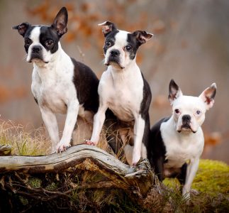 Boston Terriers Jigsaw Puzzle