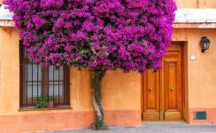 Bougainvillea Tree