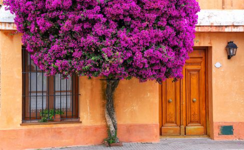 Bougainvillea Tree Jigsaw Puzzle