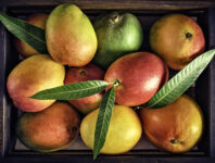 Box of Mangoes