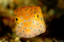 Indonesian Boxfish