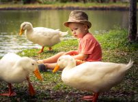 Boy and Geese