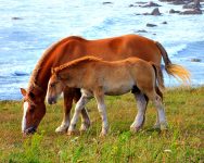 Breton Horses