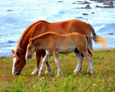 Breton Horses Jigsaw Puzzle