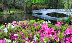 Bridge and Azaleas