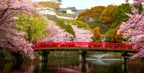 Bridge and Cherry Blossoms