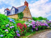 Brittany Hydrangeas