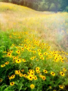 Brown-Eyed Susans Jigsaw Puzzle