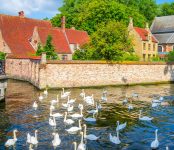 Bruges Swans