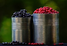 Buckets of Berries