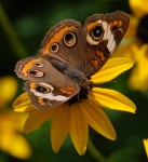 Buckeye Butterfly