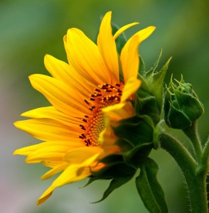 Budding Sunflower Jigsaw Puzzle