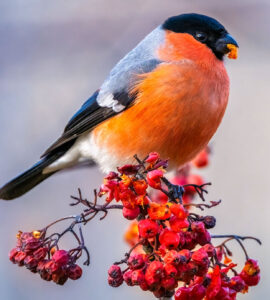 Bullfinch Jigsaw Puzzle