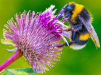 Bumblebee and Thistle